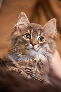 Yona Kitten